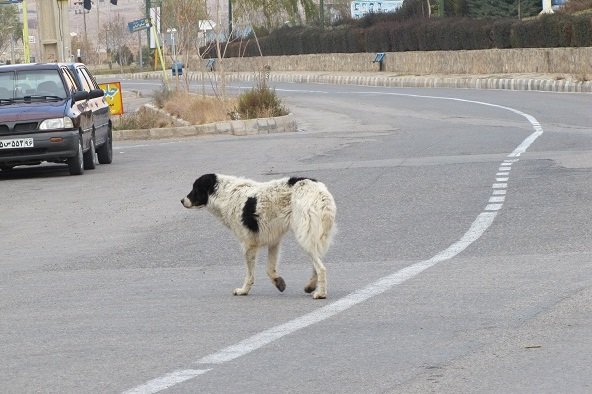 امسال ۷۰۰۰ مورد «حیوان گزیدگی» در خوزستان رخ داد