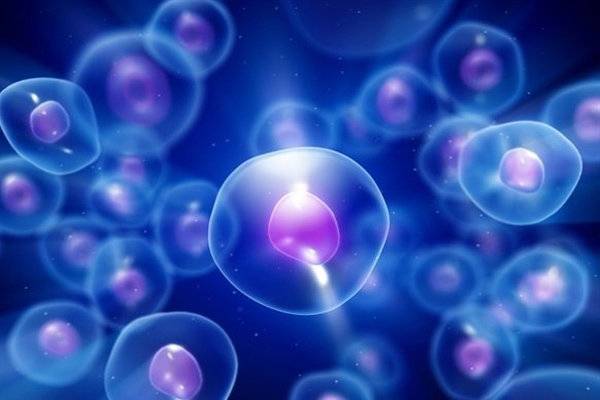 سلول های بنیادی بهتر از دارو بیماری ام اس را کُند می
کند