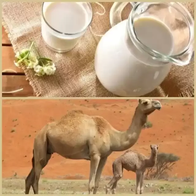 بهترین شیر برای دیابت