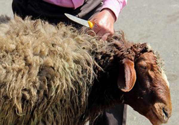 گوشت قربانی عید